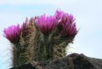 PICTURES/Wildflowers - Desert in Bloom/t_Hedgehog Cactus3.JPG
